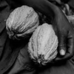 Cocoa Prices Soar: Challenges and Impacts on Chocolate Industry